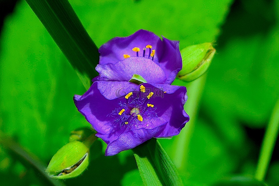花,紫色,花瓣
