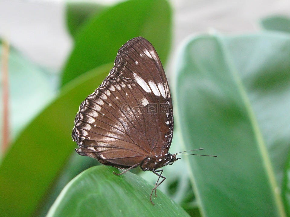 蝴蝶,丰富多彩,迈瑙岛
