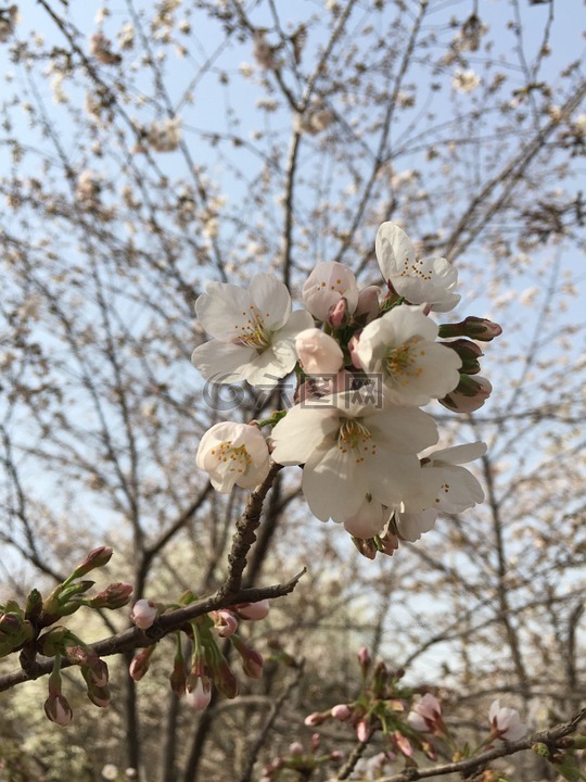 春天,樱花,粉红