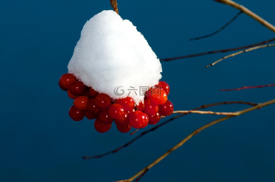 雪浆果,雪球,冬天
