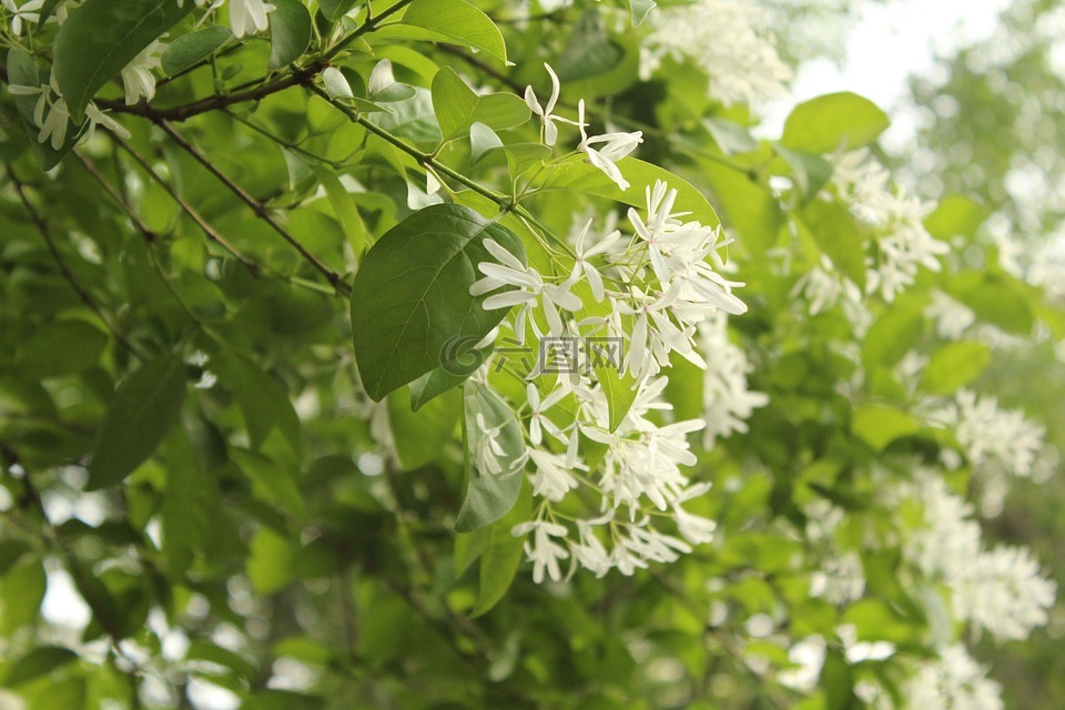 白花,樹,自然
