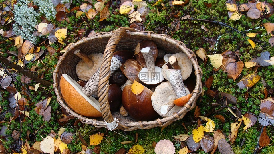 蘑菇,购物篮,秋季