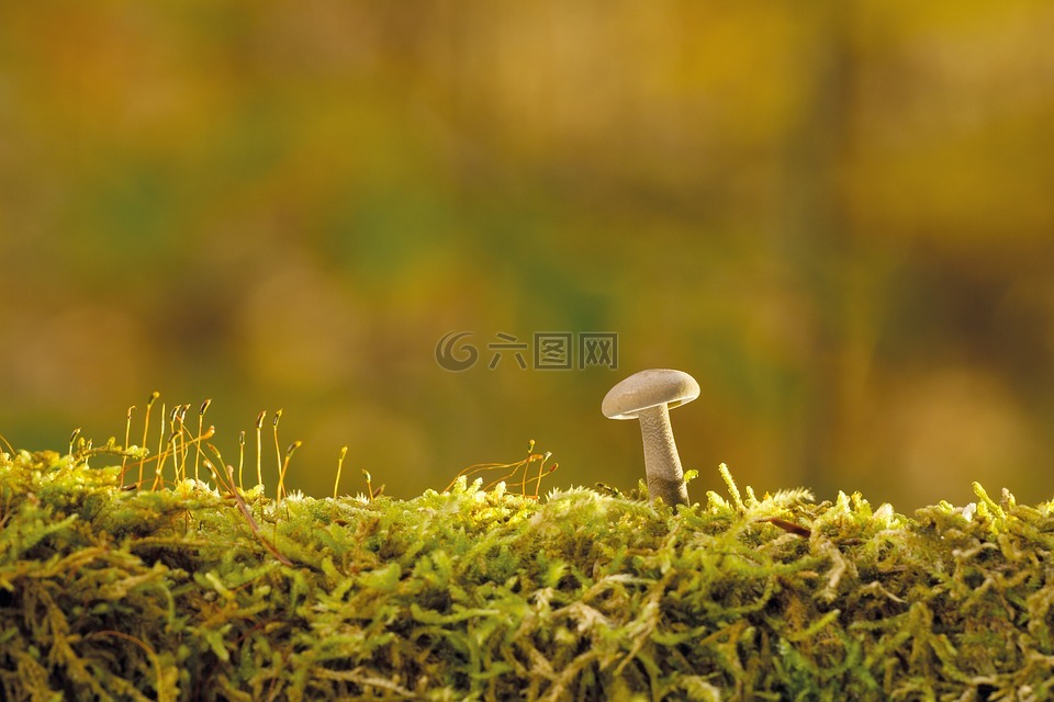 蘑菇,秋季,树菌