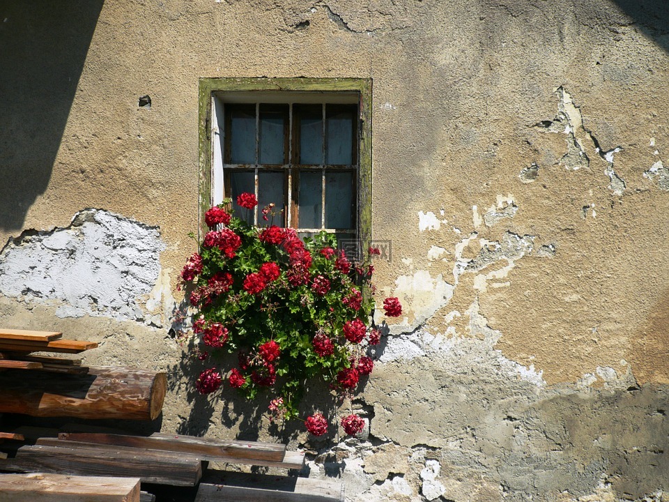 天竺葵,窗口,花卉