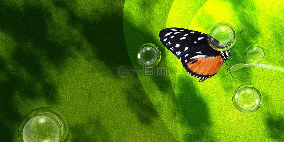 蝴蝶,春,绿色