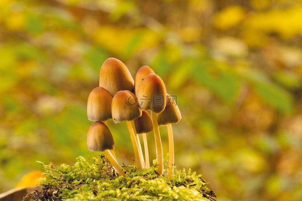 蘑菇,秋季,树菌