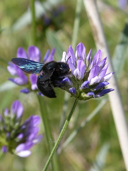 大黄蜂木匠,xilocopa紫,黑色大黄蜂