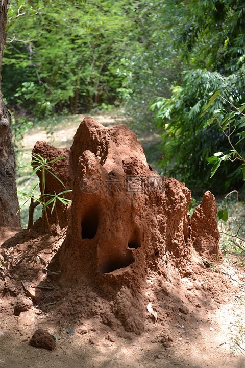 蚂蚁巢,蛇巢,危险
