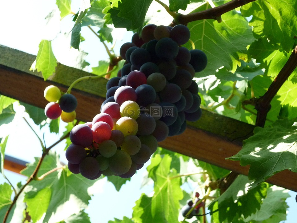 葡萄,收获,秋季