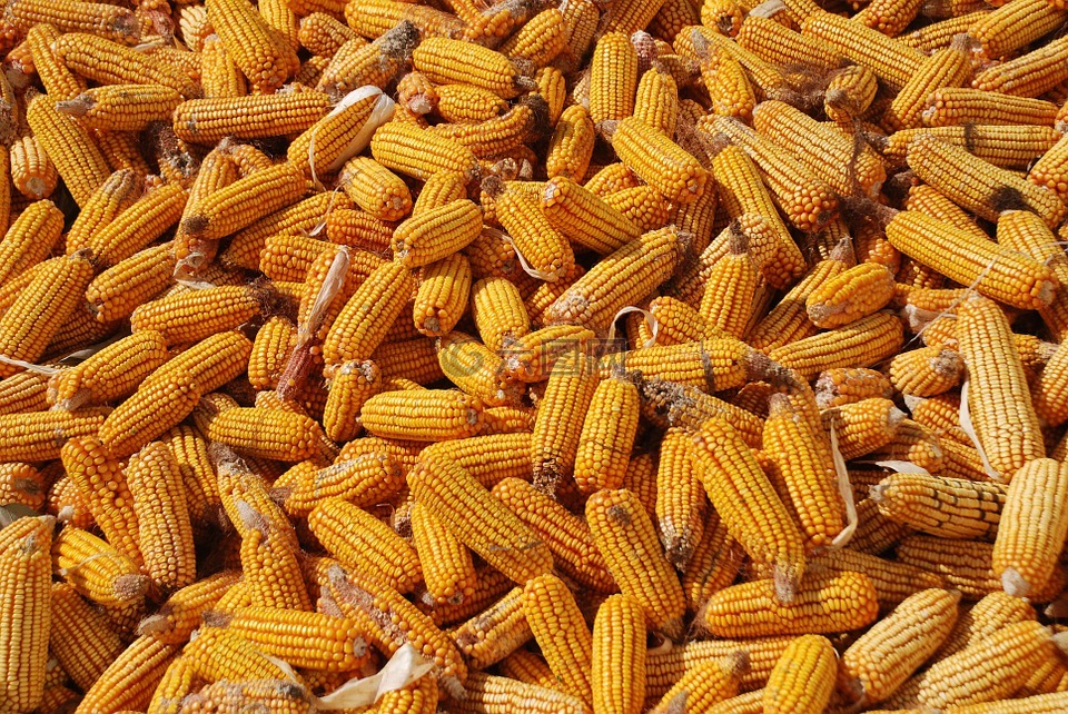 玉米,丰收,玉米背景