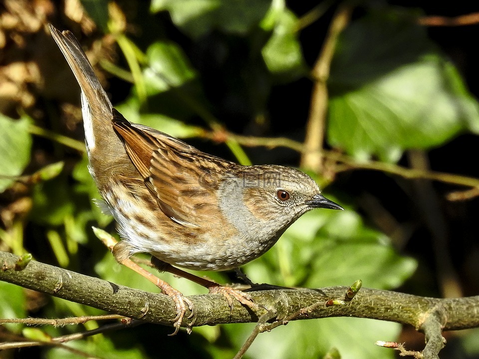 dunnock,鸣鸟,花园里的鸟