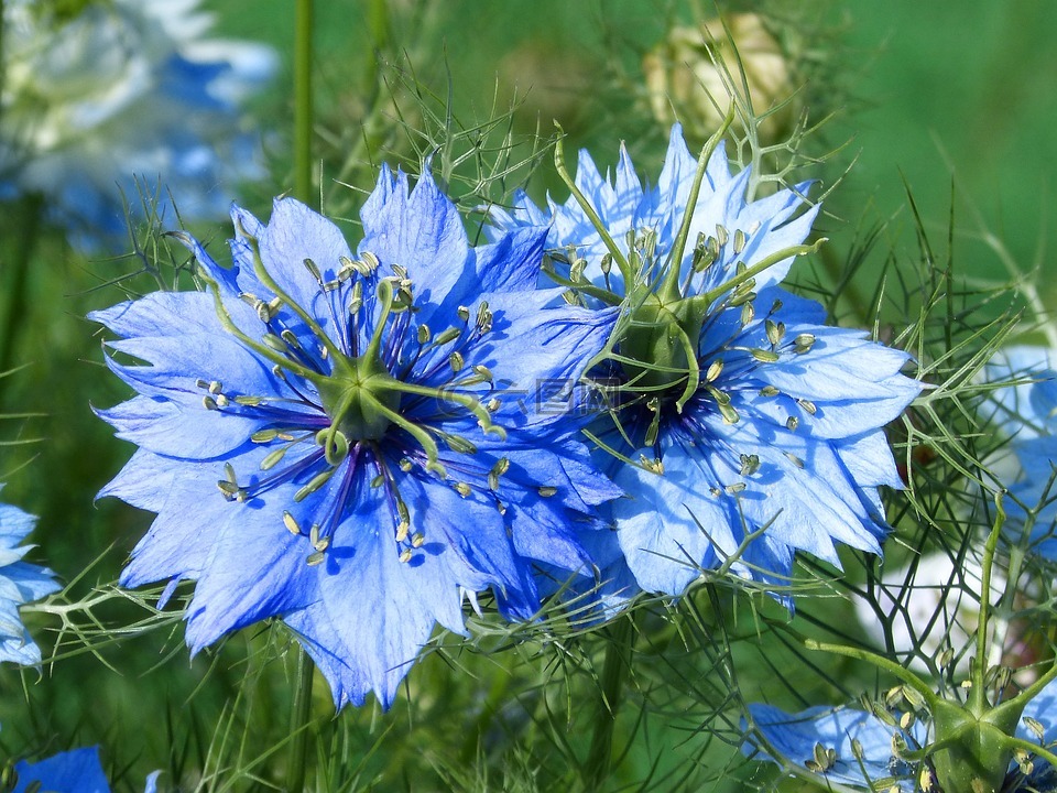 黑种草,蓝花,蓝星