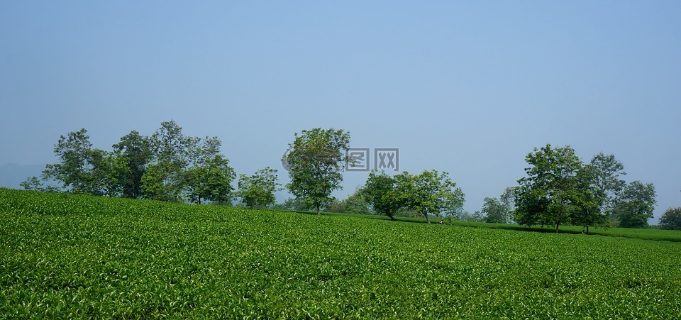 山茶树,西北部,蓝色