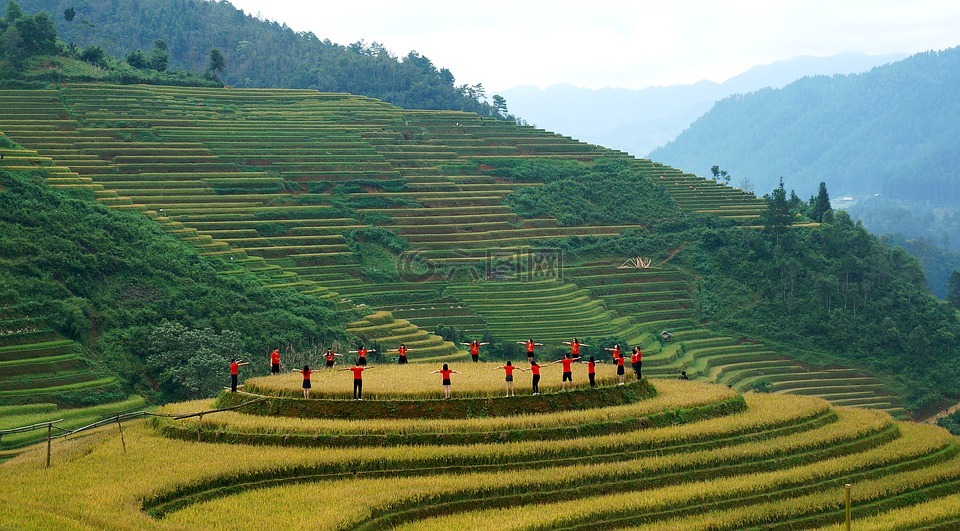 风景,西北部,水田