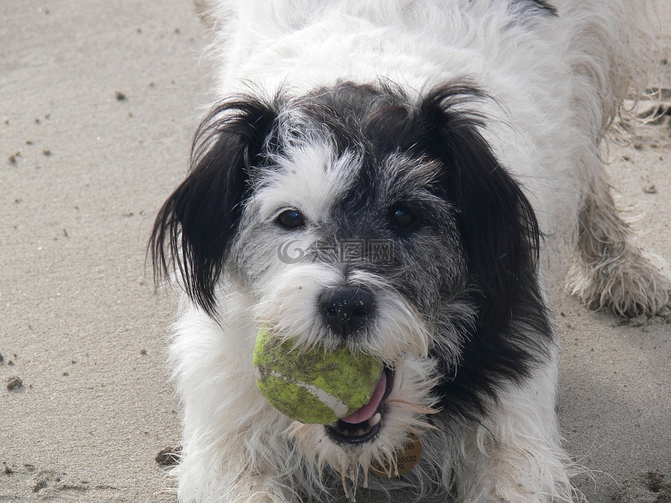 狗,狗带球,狗在沙滩上