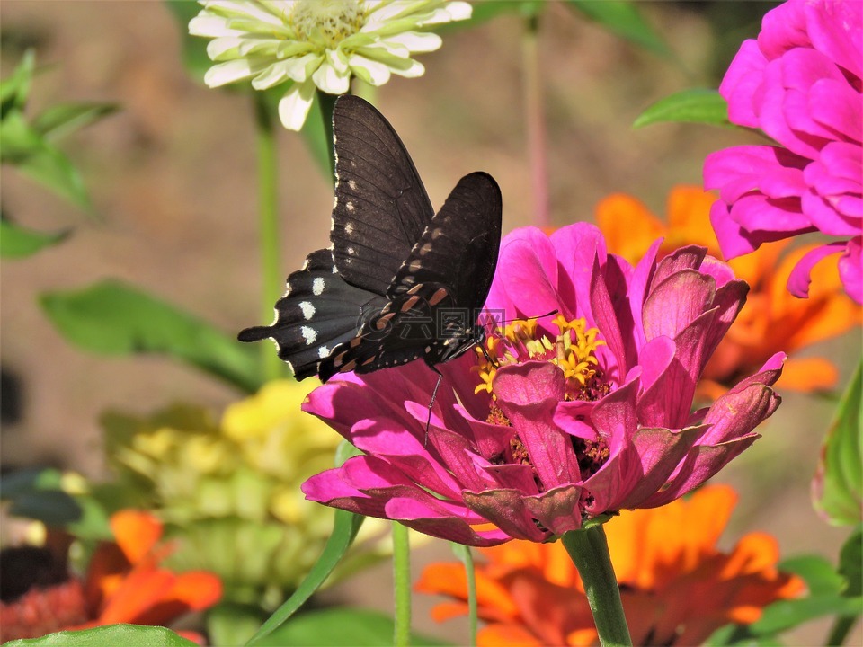 蝴蝶,黑色和白色,粉红色的花