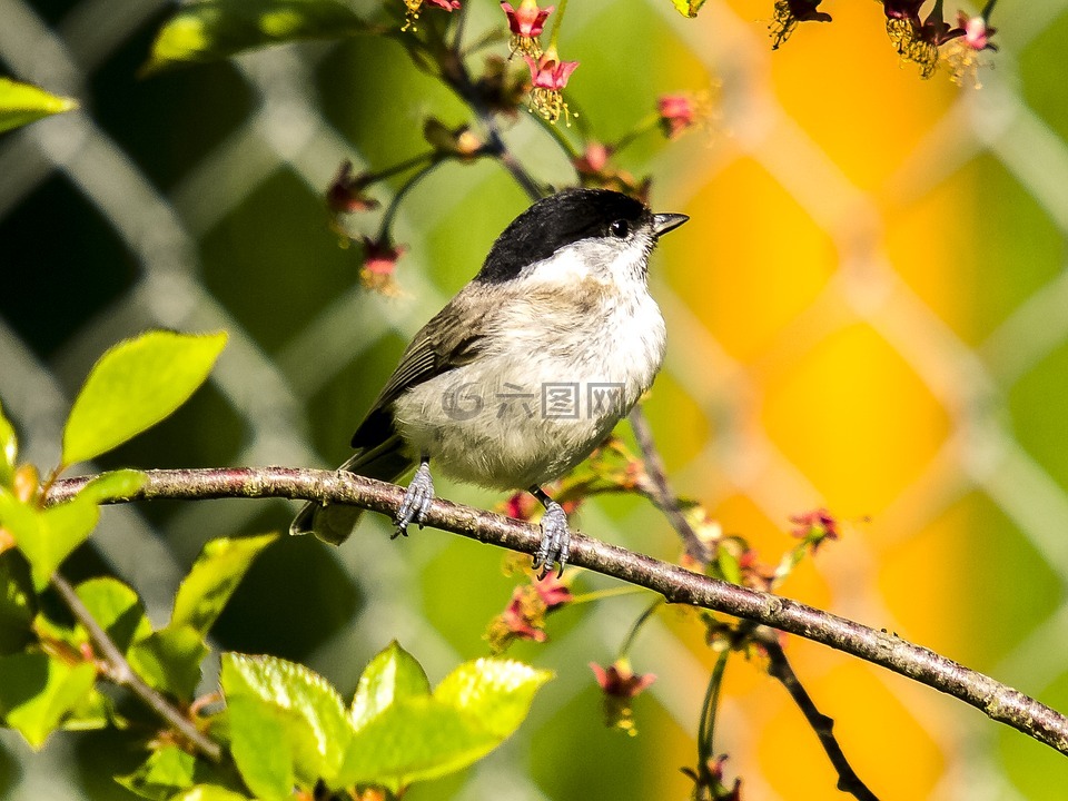 山雀,沼泽山雀,鸟高清图库素材免费下载(图片编号:7667941)-六图网