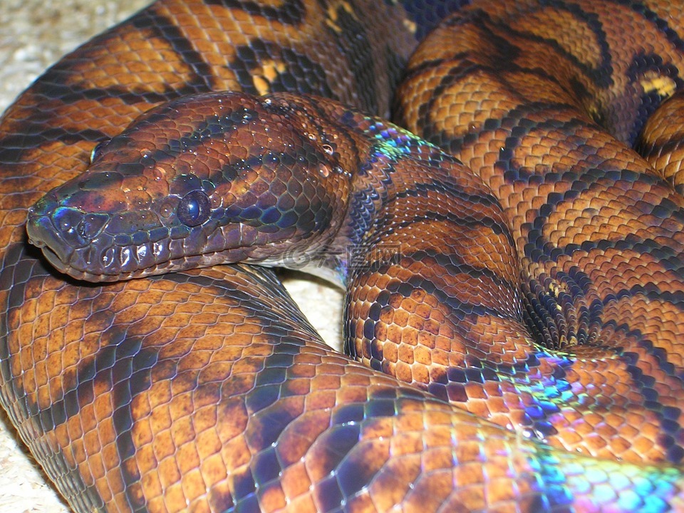 彩虹蟒蛇,缩,boa