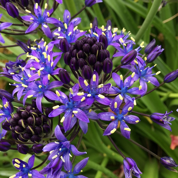 shiraperubiana,紫色,鲜花花坛