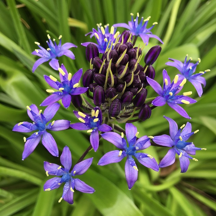 shiraperubiana,紫色,鲜花花坛