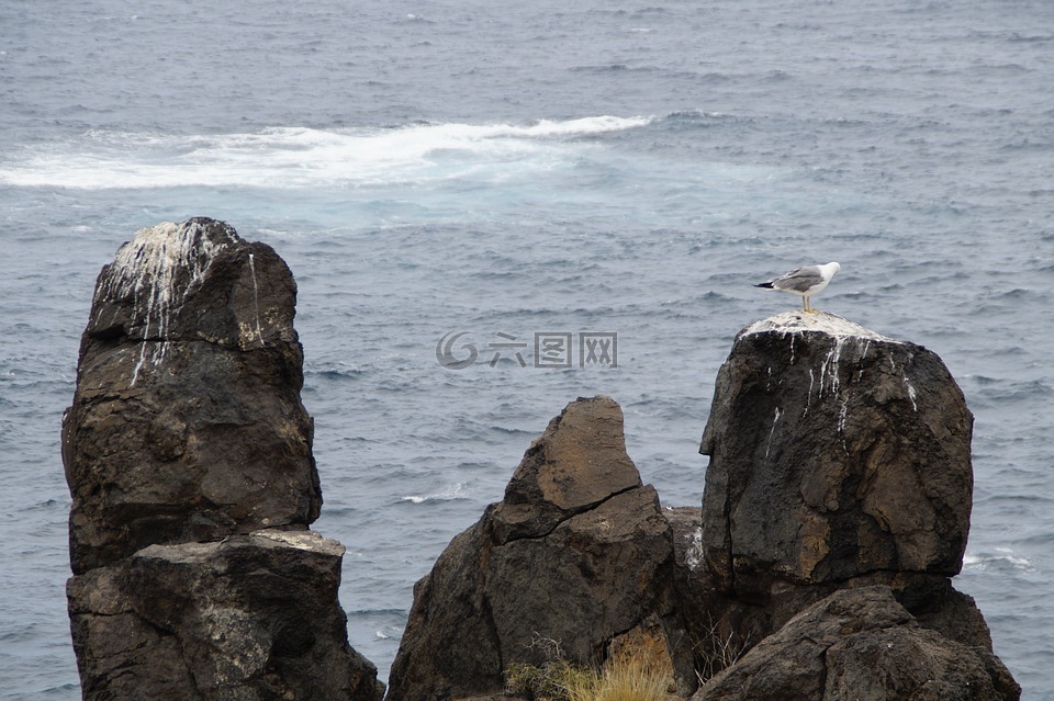 岩,海鸥的岩石,海鸥