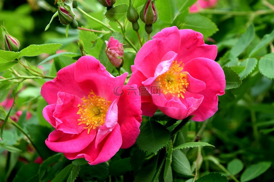 粉红玫瑰,玫瑰布什,开花