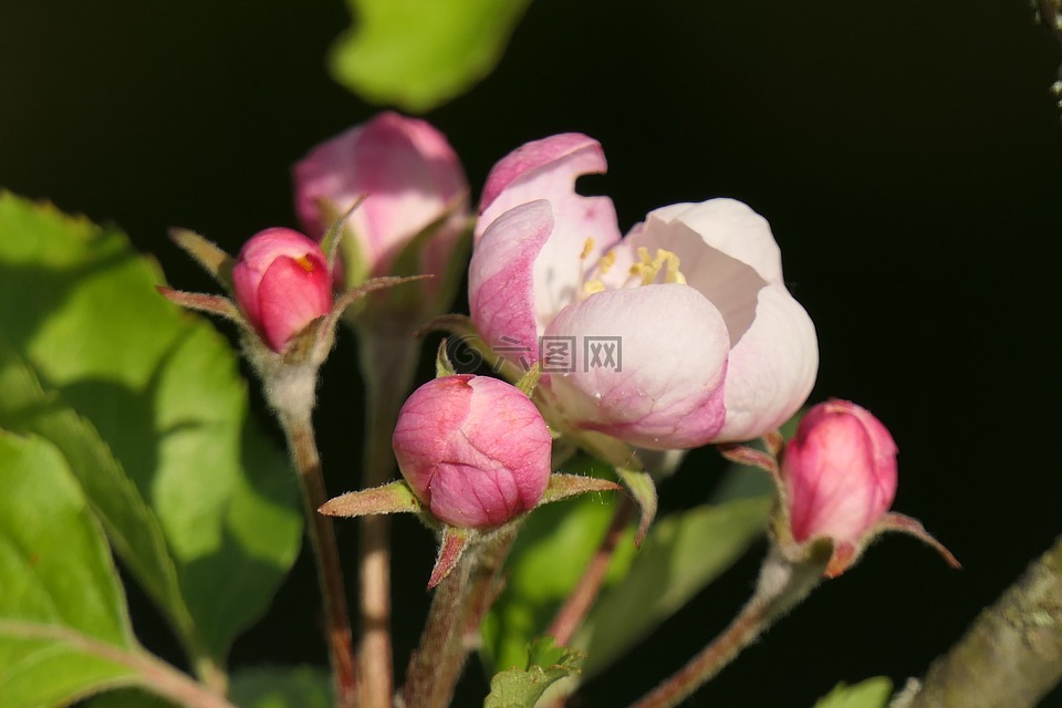 蘋果花,春天,粉紅色