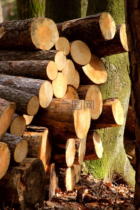 木桩,记录,木材切割