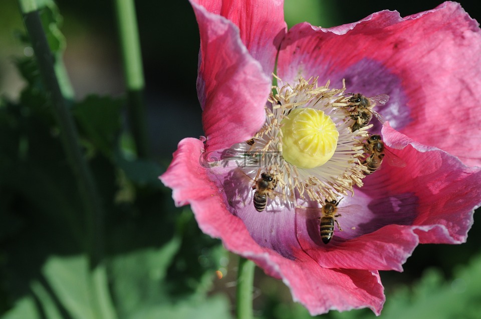 蜜蜂,罂粟,收集花粉