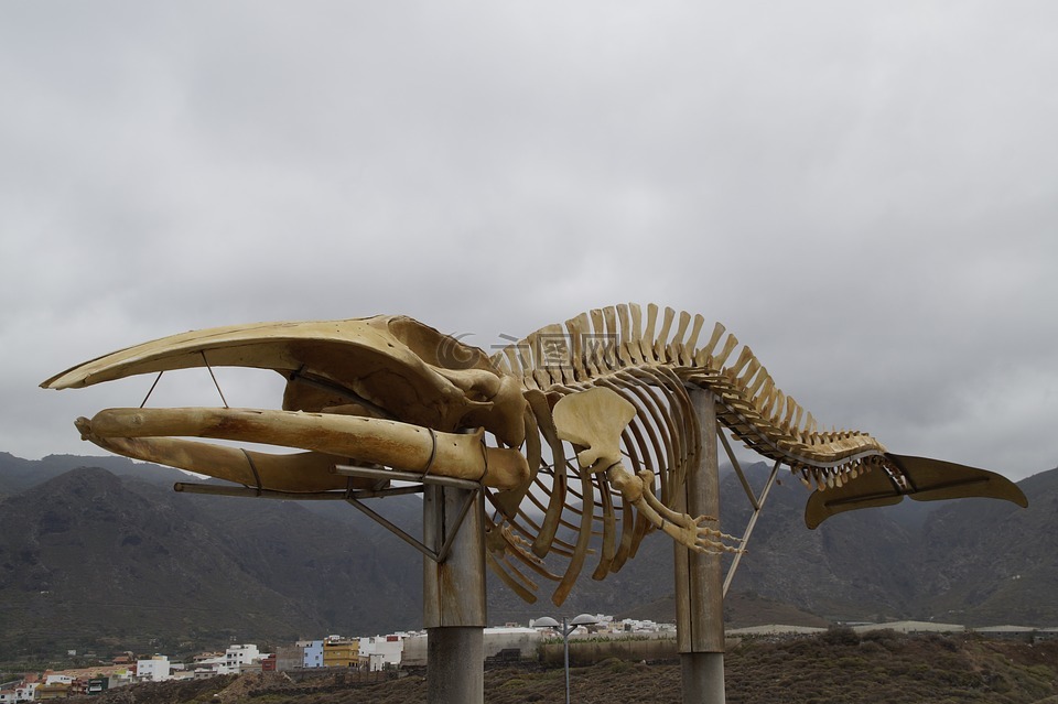 鲸鱼骨架,骨架,纪念碑