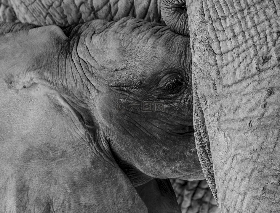 象,大象宝宝和妈妈,动物园