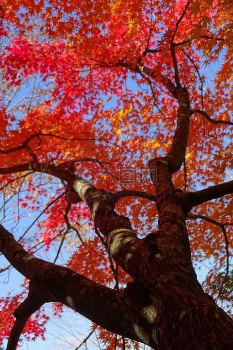 秋季树叶,红叶,落叶树