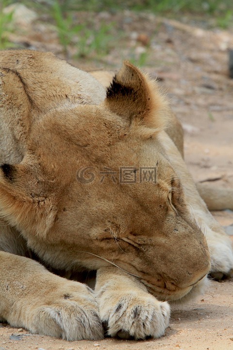 塞拉利昂,睡眠,母狮睡着了