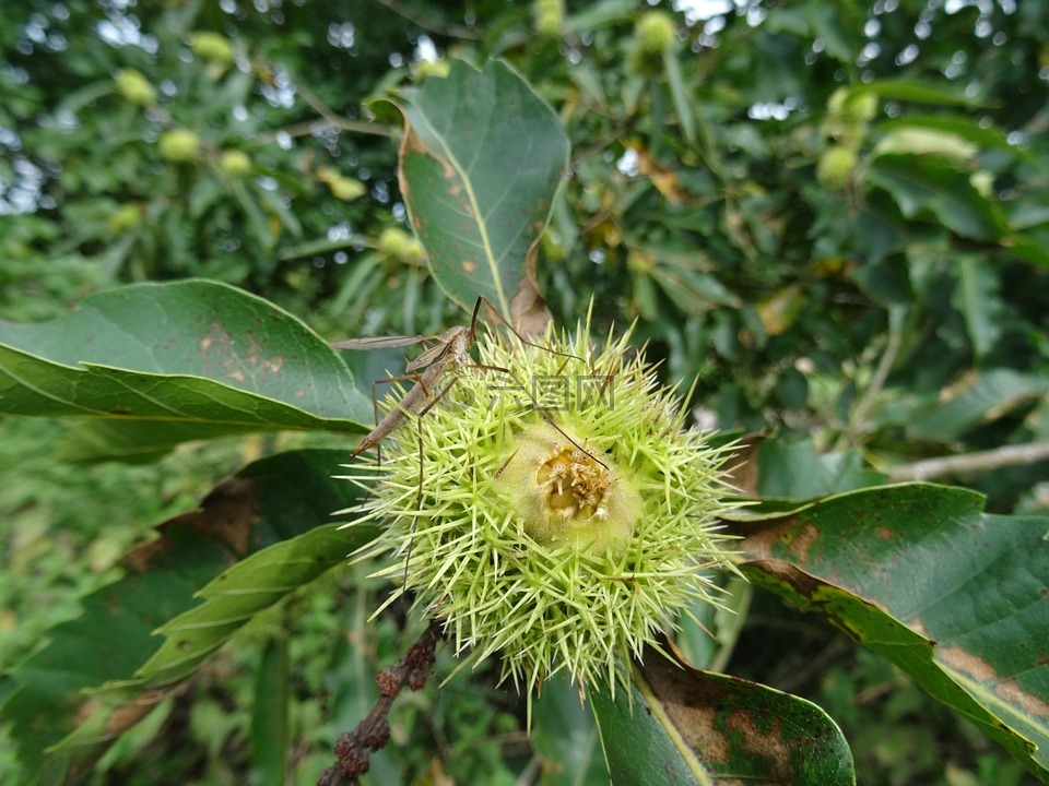 板栗樹,長腿叔叔,花園高清圖庫素材免費下載(圖片編號:7671144)-六