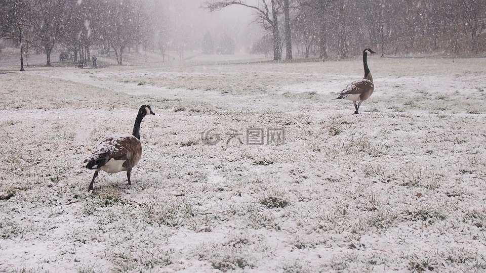 鹅,雪,雪原公园