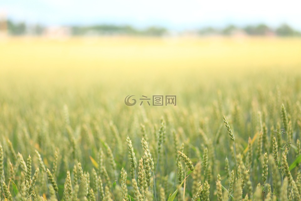 景观,字段,小麦