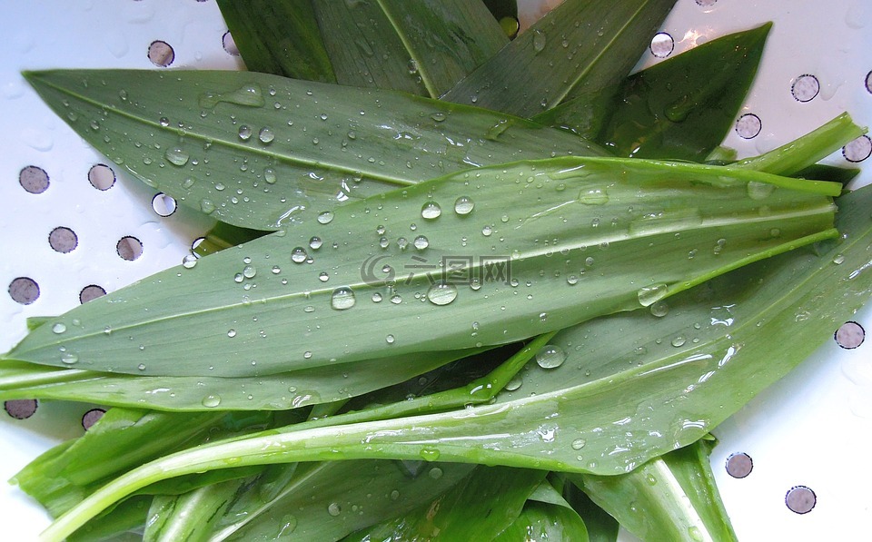 野蒜,植物,绿色