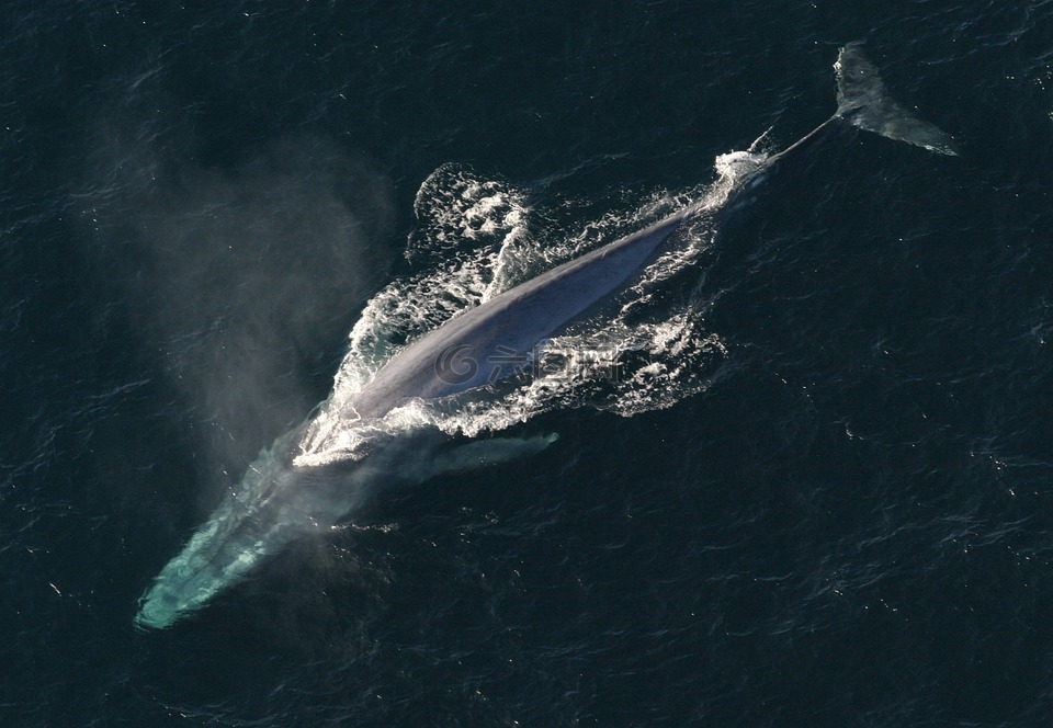 蓝鲸,海洋,哺乳动物