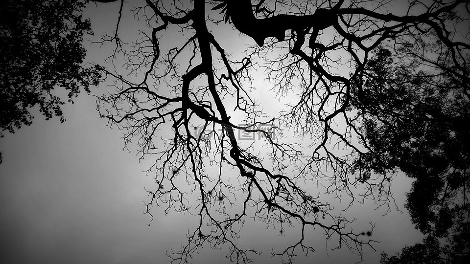 树的影子,黑色和白色的树,神经元