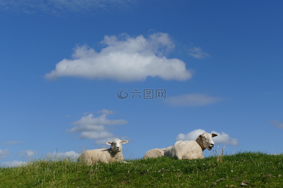 羊,夏季,堤防工程