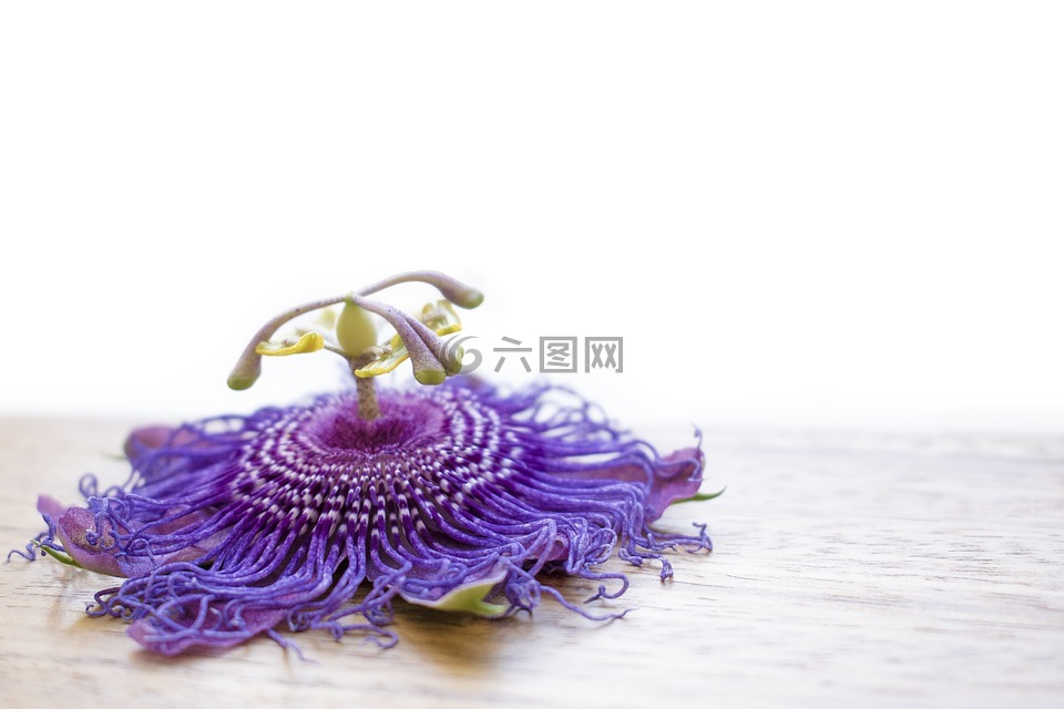 花,西番莲,紫色