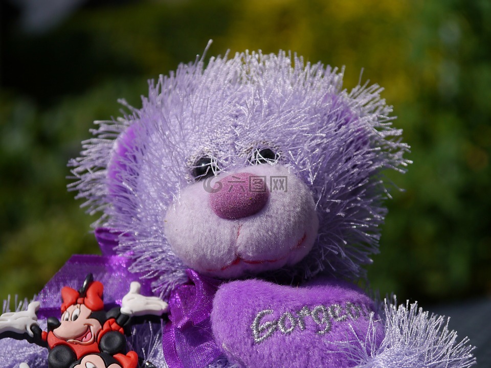 玩具熊,紫色,熊