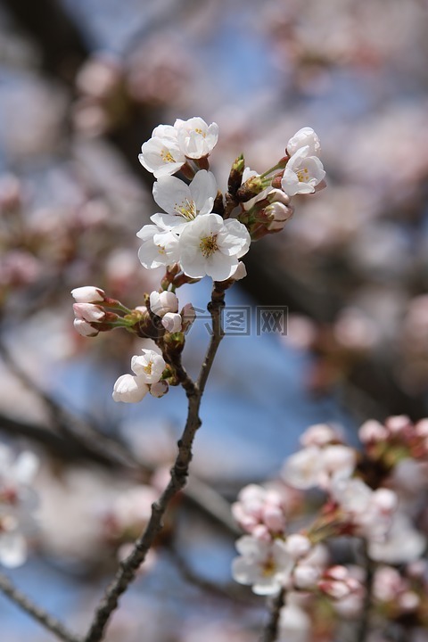 春天,大自然,春天的花朵