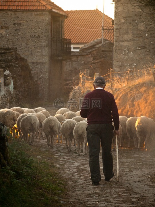 羊,农民,农村