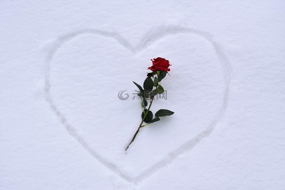 心脏在雪,红玫瑰,爱情符号