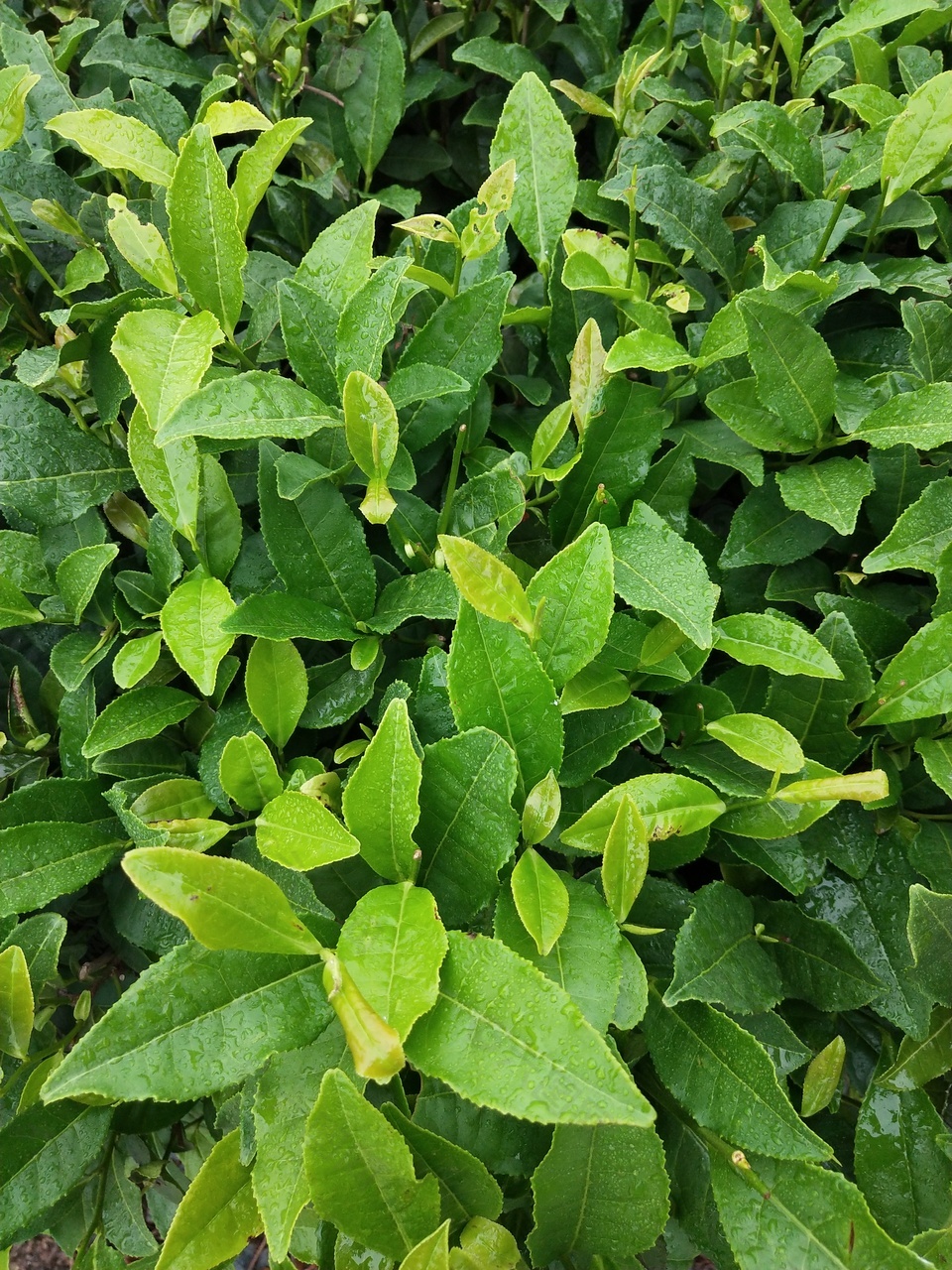 蒙蒙细雨中的茶树茶叶