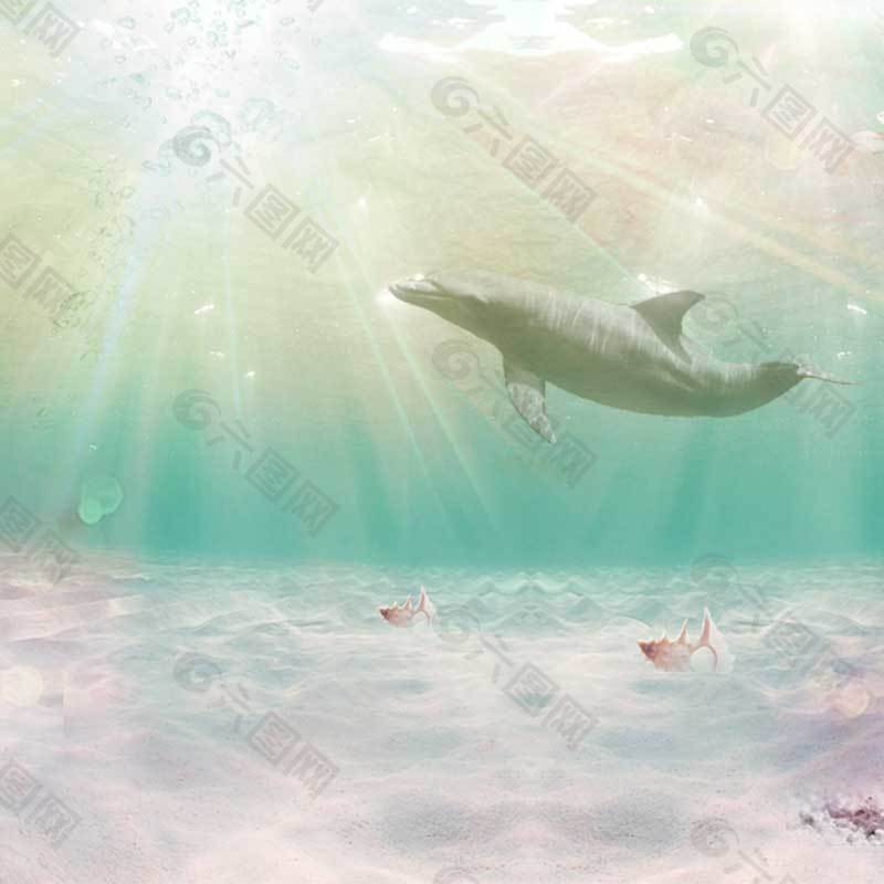 海豚主图背景