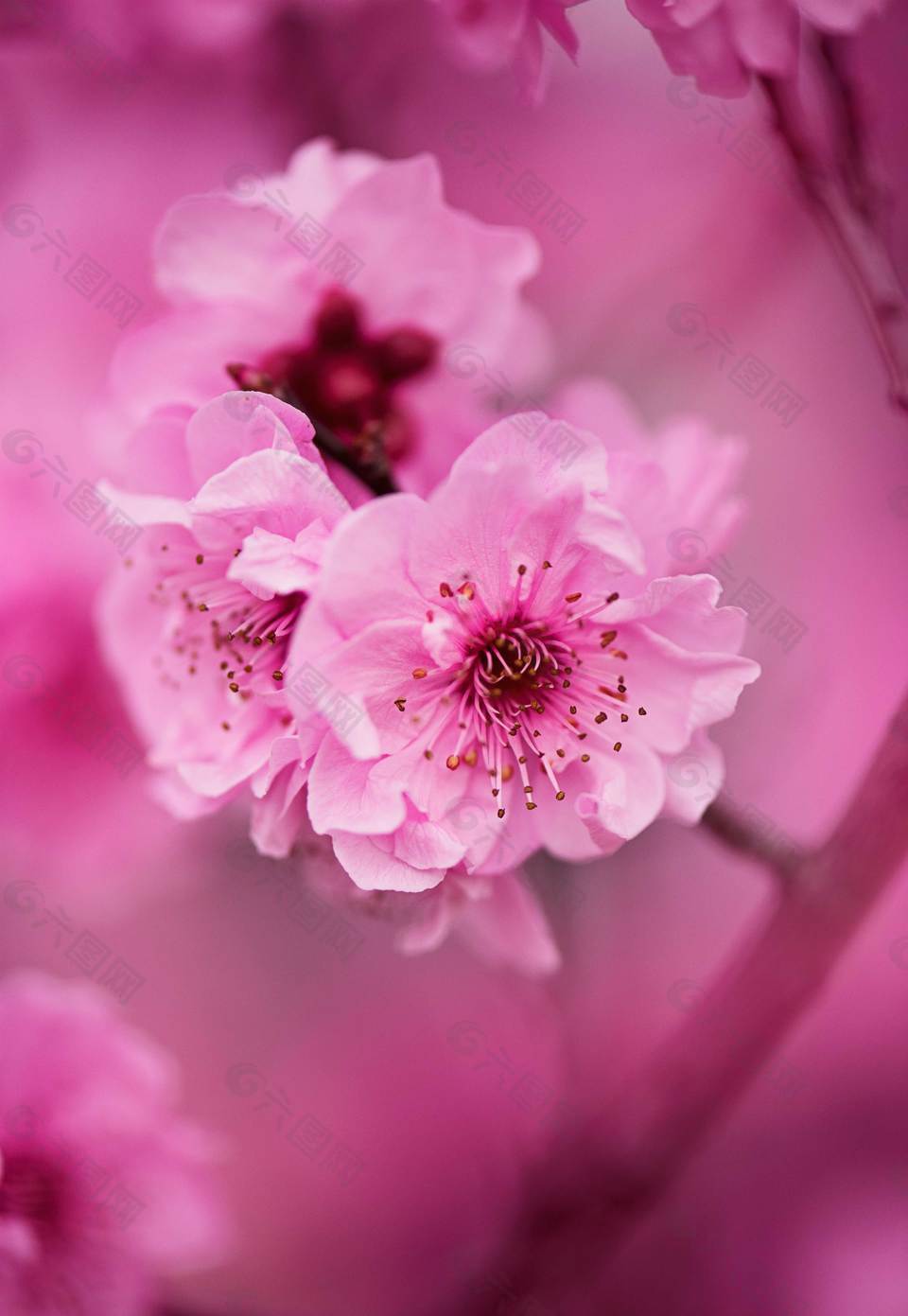 最美粉色桃花图片盛开图片