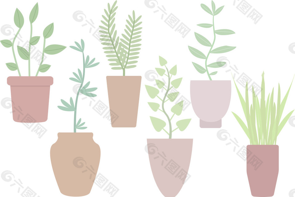 植物盆栽家庭植物