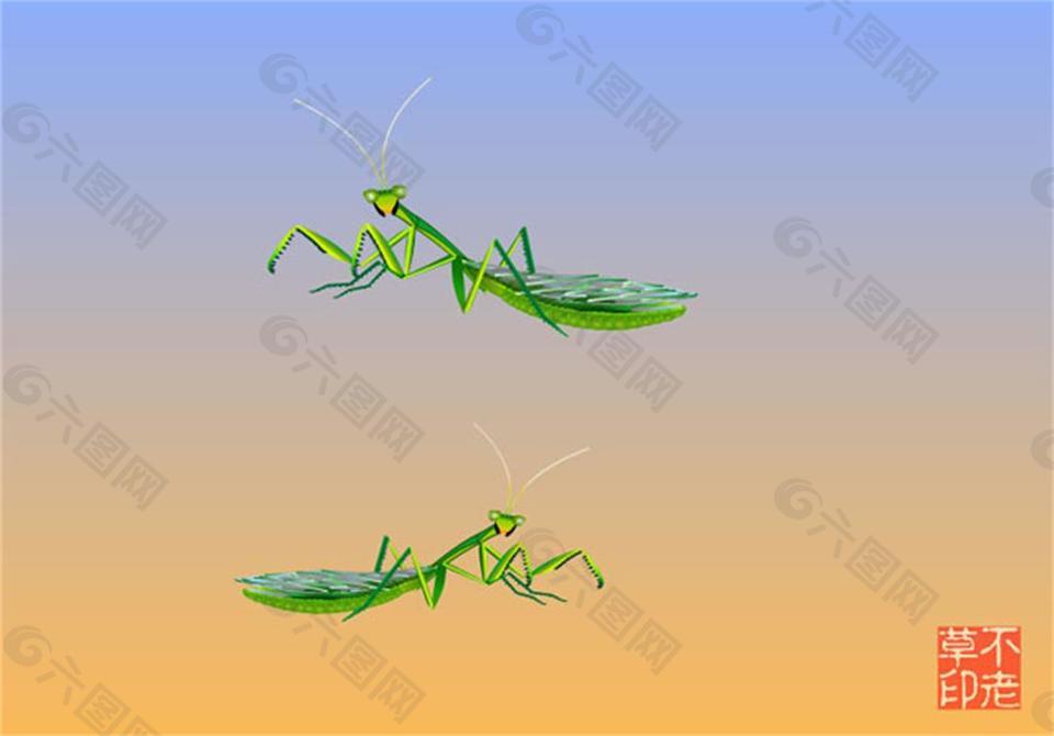 螳螂 动物 绿色